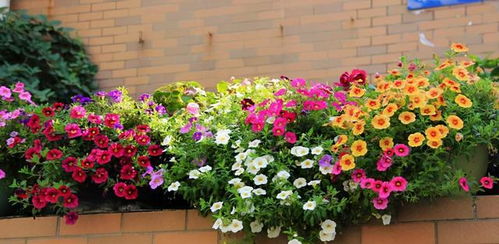 建議 三四月逛花市,遇到6種花,果斷入手吧,雖便宜但愛開花