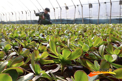 豐南區(qū) 小 多肉 催開致富花