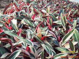 中山市綠藝園花木場(chǎng) 廣東省中山市橫欄三沙花木基地內(nèi) 各種袋裝苗木 多種陰生苗木 各種綠化樹 各種袋裝球形產(chǎn)品,承接大小綠化工程 產(chǎn)品展廳