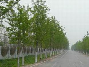 供應(yīng)國(guó)槐坤恒苗木基地合歡樹基地_農(nóng)副產(chǎn)品