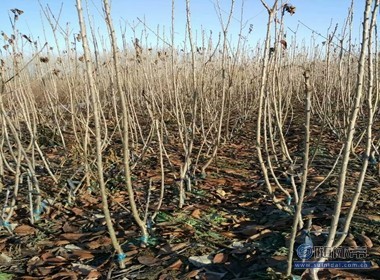 【冬天可以栽植櫻桃苗嘛光澤度好紅手球櫻桃苗廠家價格】泰安高新區(qū)旺運苗木中心