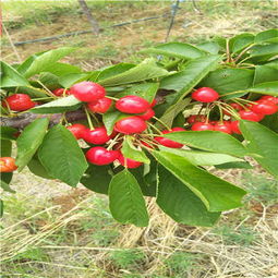 吉塞拉6號矮化新品種櫻桃苗現挖苗多少錢