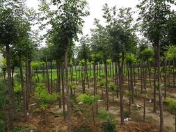 買 速生白蠟小苗 就找青州歐楓苗木