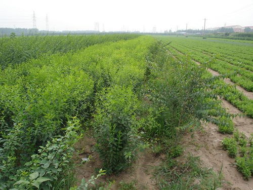 衛矛球 ,通遼華楓園林綠化苗木公司