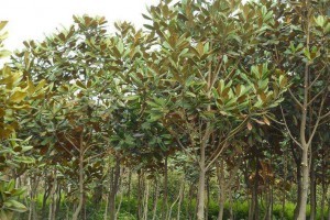 宜昌長利園藝廣玉蘭苗木產品圖片