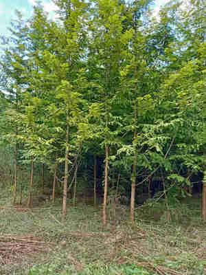 利川市順通苗木種植專業(yè)合作社