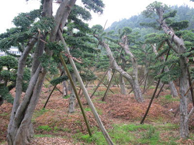 湖南花木造型金葉榆湖南綠化苗木花木金葉榆造型產品大圖 瀏陽市柏加鎮四季紅苗圃