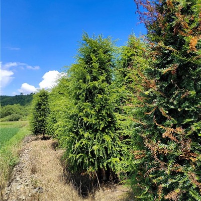 【千喜苗木批發紅豆杉樹苗 綠化苗木多種規格紅豆杉 苗木采購】價格_批發_廠家_參數_圖片_喬木