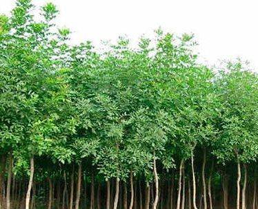 大量苗木出售 - 1元-銀川苗木