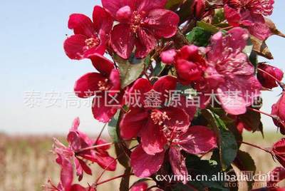 【批發(fā)西府海棠小苗北美海棠苗廠家直銷北美海棠綠化苗木】泰安高新區(qū)誠(chéng)鑫源苗木基地 - 產(chǎn)品庫