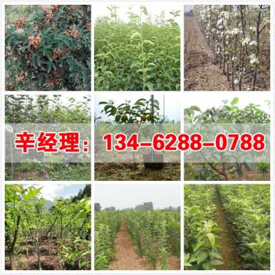 2022 洛陽1公分蘋果樹苗苗圃在哪 集團(tuán)股份