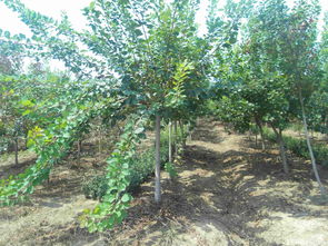 美人梅 重陽(yáng)木 泡桐 白蠟 火炬 黃櫨等苗木 沭陽(yáng)縣完美園林綠化苗木場(chǎng)