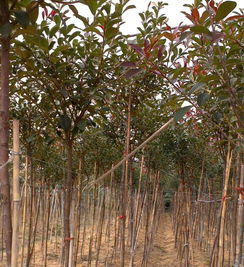 北方城市綠化樹(shù)苗批發(fā) 城市綠化樹(shù)苗 黃河苗木種植城市綠化樹(shù)種