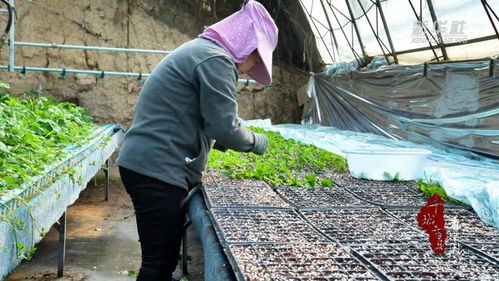 千城百縣看中國(guó) 山東廣饒 工廠化育苗 助推農(nóng)業(yè)產(chǎn)業(yè)化