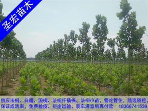 2公分法桐小苗價格山東臨沂法桐種植技術