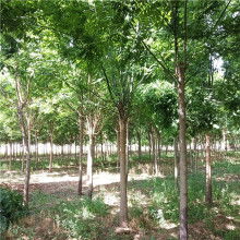 2020綠化苗木價格 報價 綠化苗木批發 第6頁 園林網