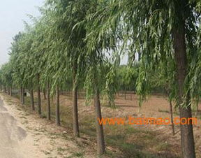 綠景供應河北苗木,綠景供應河北苗木生產(chǎn)廠家,綠景供應河北苗木價格