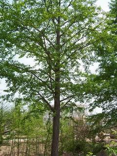 銀杏苗木 20公分 ,山東喜發(fā)銀杏苗木基地