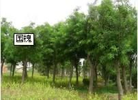 供應濰坊青州-國槐報價 國槐價格-青州春雨苗木基地_農(nóng)副產(chǎn)品_世界工廠網(wǎng)中國產(chǎn)品信息庫