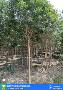 出售香樟樹占地苗木 苗木 蕪湖天藝 在線咨詢