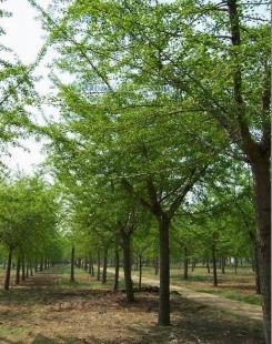 供應銀杏樹,山東銀杏樹,海峰銀杏苗木基地_紡織、皮革_世界工廠網中國產品信息庫