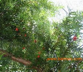 曼地亞紅豆杉,鴻林苗木 ,紅豆杉小苗,曼地亞紅豆杉,鴻林苗木 ,紅豆杉小苗生產(chǎn)廠家,曼地亞紅豆杉,鴻林苗木 ,紅豆杉小苗價格