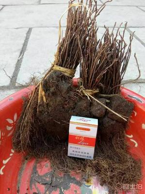 【大量批發(fā)五味子苗,一年生五味子苗】,價格,廠家,供應商,花木,寬城區(qū)永發(fā)苗木培育基地 - 產(chǎn)品庫