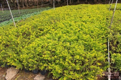 【黃金葉種植基地、基地直銷、質優價廉】綠化苗木,價格,廠家,供應商,花木,龍海市東泗興輝園藝場 - 產品庫