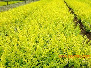 想要易種植的苗木就來志超花卉苗木 山東紅葉小檗,想要易種植的苗木就來志超花卉苗木 山東紅葉小檗生產廠家,想要易種植的苗木就來志超花卉苗木 山東紅葉小檗價格