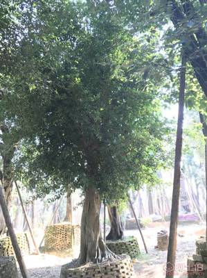 【小葉榕苗木直轄、品質保證、最新報價】綠化苗木,價格,廠家,供應商,花木,龍海市東泗興輝園藝場 - 產品庫