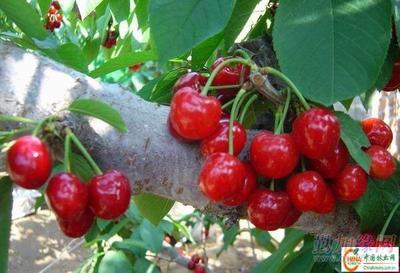 供應(yīng)大櫻桃樹(shù)苗產(chǎn)品 批發(fā)營(yíng)口大櫻桃苗木 大量銷(xiāo)售熊岳櫻桃樹(shù)產(chǎn)品|遼寧生產(chǎn)美早紅燈櫻桃苗(圖)_供應(yīng)大櫻桃樹(shù)苗產(chǎn)品 批發(fā)營(yíng)口大櫻桃苗木 大量銷(xiāo)售熊岳櫻桃樹(shù)產(chǎn)品|遼寧生產(chǎn)美早紅燈櫻桃苗(圖)價(jià)格_供應(yīng)大櫻桃樹(shù)苗產(chǎn)品 批發(fā)營(yíng)口大櫻桃苗木 大量銷(xiāo)售熊岳櫻桃樹(shù)產(chǎn)品|遼寧生產(chǎn)美早紅燈櫻桃苗(圖)廠家-勤加緣網(wǎng)【遼寧熊岳樹(shù)苗繁育基地15841757950】