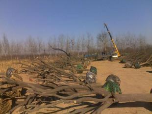 直銷(xiāo)毛白楊國(guó)槐白蠟千頭椿速生楊等苗木_農(nóng)副產(chǎn)品_世界工廠網(wǎng)