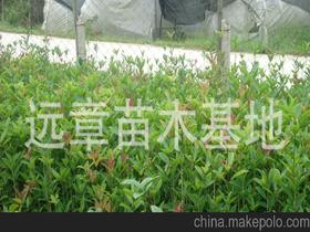 桂花樹(shù)苗供應(yīng)商,價(jià)格,桂花樹(shù)苗批發(fā)市場(chǎng) 