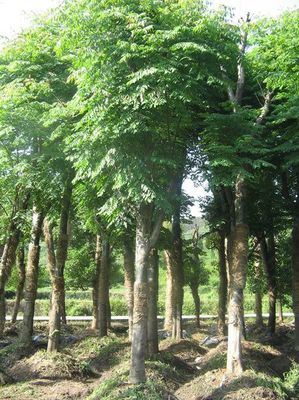 北京欒樹(shù)價(jià)格_北京欒樹(shù)產(chǎn)地_北京欒樹(shù)綠化苗木苗圃基地