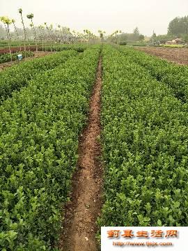 天津市薊州衛矛苗木小苗出售