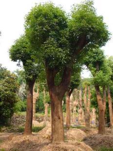 福建大小規格優質地栽、移栽香樟樹苗木銷售 13695986111 王先生_農副產品_世界工廠網中國產品信息庫