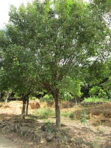 泉州苗木銷售,泉州苗木銷售生產廠家,泉州苗木銷售價格