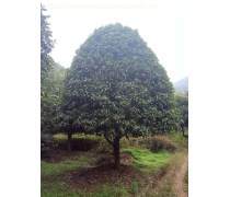 園林苗木批發產品庫