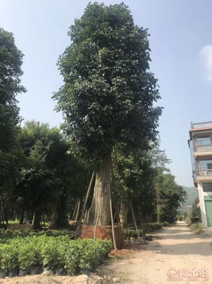 綠化苗木新選擇 骨架香樟最新報(bào)價(jià)與供應(yīng)商信息詳解