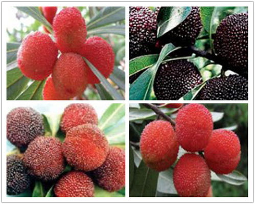 莊順果樹苗 仙越與阜陽(yáng)品種的優(yōu)質(zhì)苗木特點(diǎn)