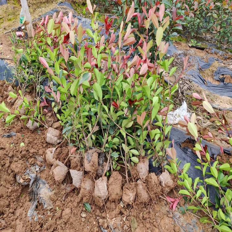 紅葉石楠 優(yōu)質(zhì)綠化樹種及其種植管理