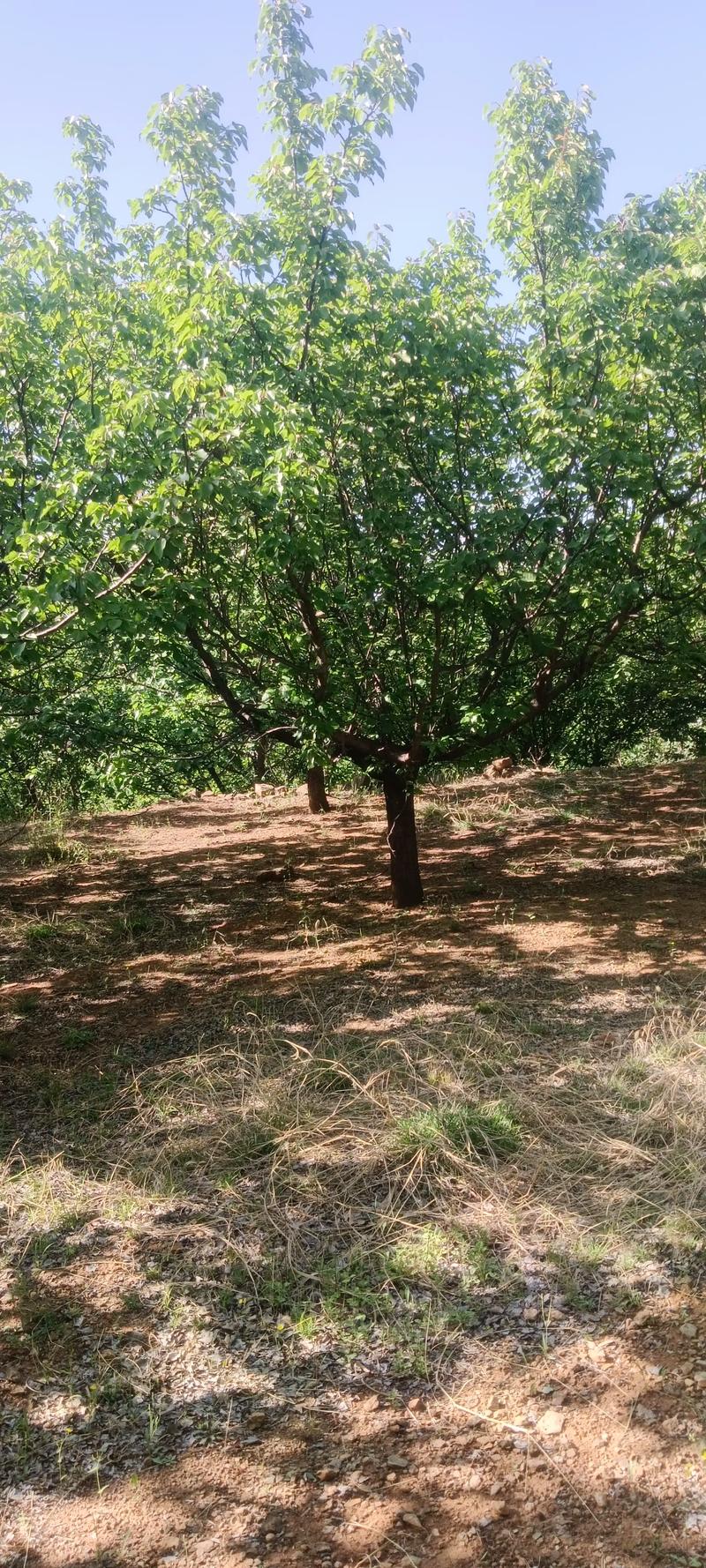 全網尋覓苗木有緣人，優質山杏樹大量現貨，規格齊全，共繪花卉種植新藍圖